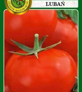 Nasiona pomidor gruntowy Lubań