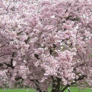 Wiśnia Japońska 5 odmian