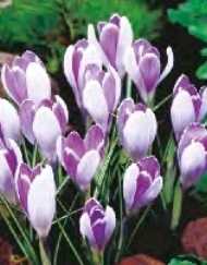 Krokus wiosenny fioletowy Vanguard 5 szt wrzos