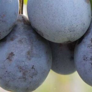 Śliwa ŚREDNIOwczesna - 8 odmian