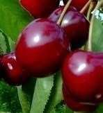 Wiśnia średniowczesna - 6 odmiany
