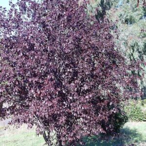 Śliwa Wiśniowa 3 odmiany