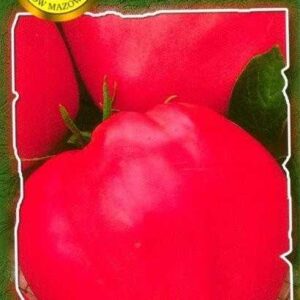 Nasiona pomidor gruntowy Bawole Serca 1 g