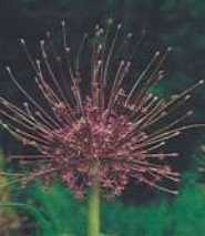 Czosnek ozdobny różowy Schubertii