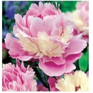 Piwonia Sorbet 1szt