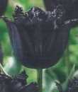 Tulipan strzępiasty czarny Cuban Night