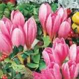 Zimowit Lilac Wonder krokus jesienny różowy