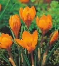 Krokus wiosenny Orange Monarchy pomarańczowy 2 szt