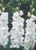 Mieczyk gladiola White Prosperity biały 2 szt