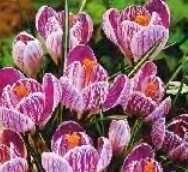 Krokus wiosenny Jeanne D'arc paskowany 100 szt