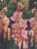 Mieczyk gladiola Priscilla biało różowy 2 szt