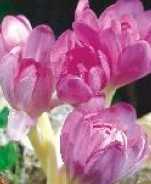 Zimowit bizantyjski krokus jesienny różowy