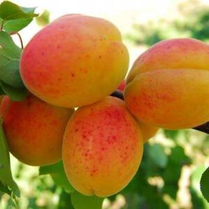 Drzewa i krzewy owocowe