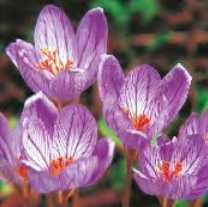 Krokus jesienny Speciosus wrzos