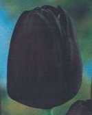 Tulipan późny - czarny QUEEN OF NIGHT 1 SZT