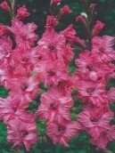 Mieczyk gladiola Kingston różowy 2 szt