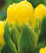 Tulipan lodowy Double Beauty of Apeldoorn 1 szt