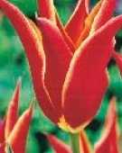 Tulipan liliokrztałtny pomarańczowy Aladdin 1 szt