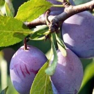 Śliwa wczesna - Jubileum