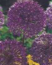 Czosnek ozdobny purpurowy Purple Sensation