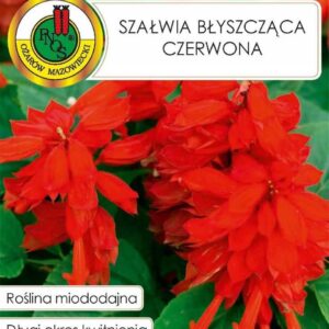 Nasiona miododajne Szałwia Czerwona 0,5 g
