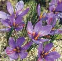 Krokus jesienny Savitius fioletowy 2 szt