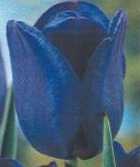 Tulipan późny - NIEBIESKI 1SZT