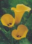 Kalia Calla żółta