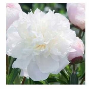 Piwonia Shirley Temple 1szt