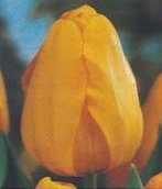 Tulipan DARWINA ŻÓŁTY 10 SZT