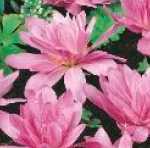 Zimowit Water Lilly krokus jesienny różowy