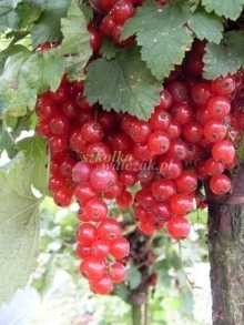 Porzczeka pienna czarna