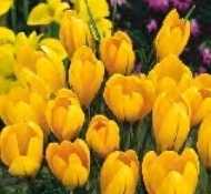 Krokus wiosenny żółty Golden Yellow 5 szt