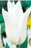Tulipan liliokrztałtny biały White Wings 1 szt