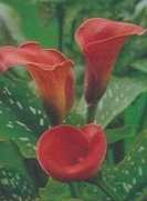 Kalia Calla czerwona