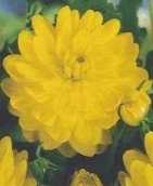 Dalia dekoracyjna żółta 1 szt