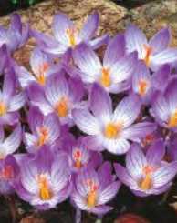 Krokus jesienny Conqueror fioletowy 2 szt