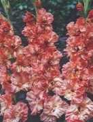 Mieczyk gladiola Calendar różowy 2 szt