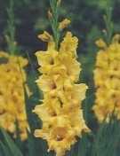 Mieczyk gladiola żółta 2 szt