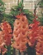 Mieczyk gladiola pomarańczowa 2 szt