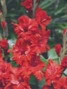 Mieczyk gladiola King Redbag czerwony 2 szt