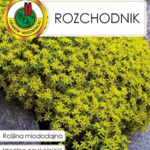 Nasiona miododajne ROZCHODNIK 0,2g