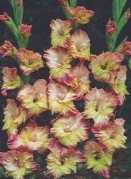 Mieczyk gladiola Conca Verde żółto różowy 2 szt