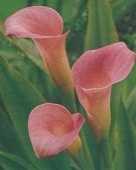 Kalia Calla różówa