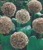 Czosnek ozdobny kremowy karataviense