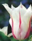 Tulipan liliokrztałtny biało fioletowy Marilyn 1sz