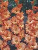 Mieczyk gladiola Princess pomarańczowy 2 szt