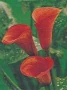 Kalia Calla pomarańczowa