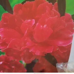 Piwonia Felix Crouse 1szt