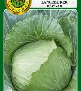 KAPUSTA GŁOWIASTA BIAŁA LANGEDIJKER BEWAAR